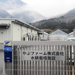 水耕栽培でホウレンソウなどを作っている「やぶファーム」＝養父市養父市場
