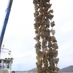 水揚げのため、養殖いかだから引き上げられるマガキ＝相生市の相生湾沖