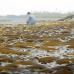 従来の乾燥昆布では、漁師らが水揚げ後浜に並べて天日干しをする（フジッコ提供）