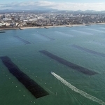 ノリが黒々と育った網が整然と並ぶ明石沖の海＝２０２２年１２月（ドローンで撮影）