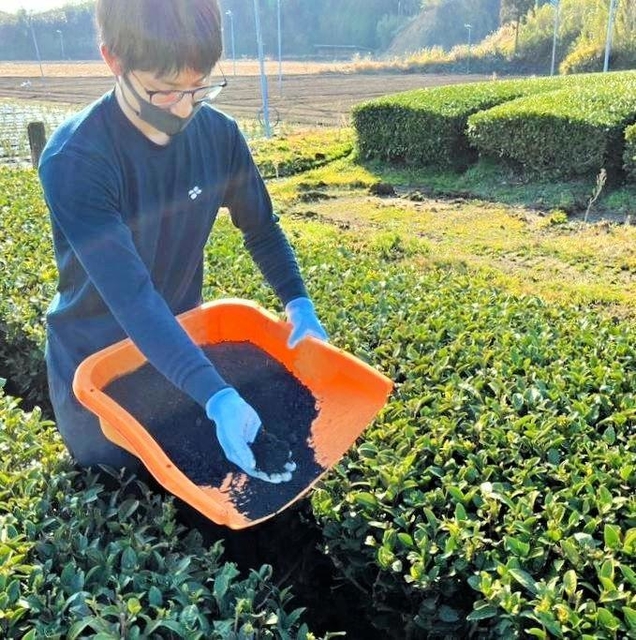 バイオ炭を茶園に試験散布する従業員＝鹿児島県志布志市（シン・エナジー提供）