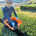 バイオ炭を茶園に試験散布する従業員＝鹿児島県志布志市（シン・エナジー提供）