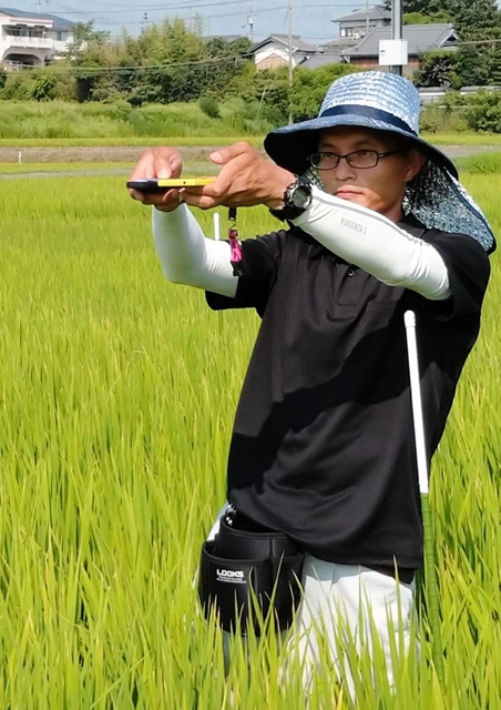 出穂前の稲株を撮影する兵庫県立農林水産技術総合センター職員＝加東市沢部（兵庫県立農林水産技術総合センター提供）