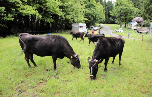 スキー場のゲレンデに放牧されて雑草を食べる但馬牛＝２０２２年６月、兵庫県香美町村岡区大笹