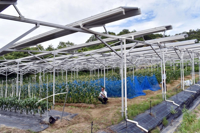 コープこうべ子会社「コープエコファーム」が農業生産を始める農地。太陽光発電パネルを設置する「ソーラーシェアリング」にも取り組み、電力は組合員に供給している＝三木市細川町瑞穂