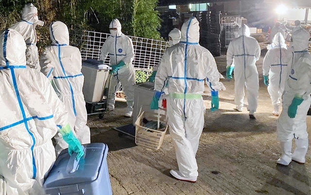 豚熱が確認され、養豚場で始まった殺処分の様子＝２２日、南あわじ市内（兵庫県提供）