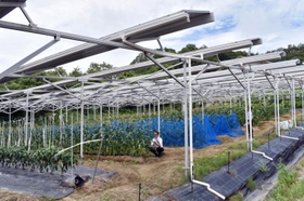 コープこうべ子会社「コープエコファーム」が農業生産を始める農地。太陽光発電パネルを設置する「ソーラーシェアリング」にも取り組み、電力は組合員に供給している＝三木市細川町瑞穂