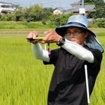 出穂前の稲株を撮影する兵庫県立農林水産技術総合センター職員＝加東市沢部（兵庫県立農林水産技術総合センター提供）