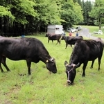 スキー場のゲレンデに放牧されて雑草を食べる但馬牛＝２０２２年６月、兵庫県香美町村岡区大笹