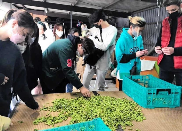 枝豆の選別作業を体験する学生ら＝昨年１０月、丹波篠山市内（兵庫県立大提供）
