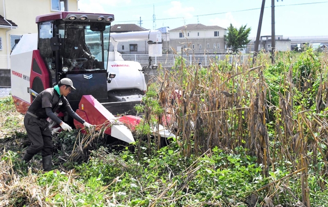 生い茂る雑草を除去しながら進められた飼料用トウモロコシの収穫＝加古川市八幡町下村
