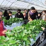 兵庫県立大の学生らにイチゴや施設の説明をする「篠田いちご園」の篠田重一代表（手前左）＝西脇市明楽寺町