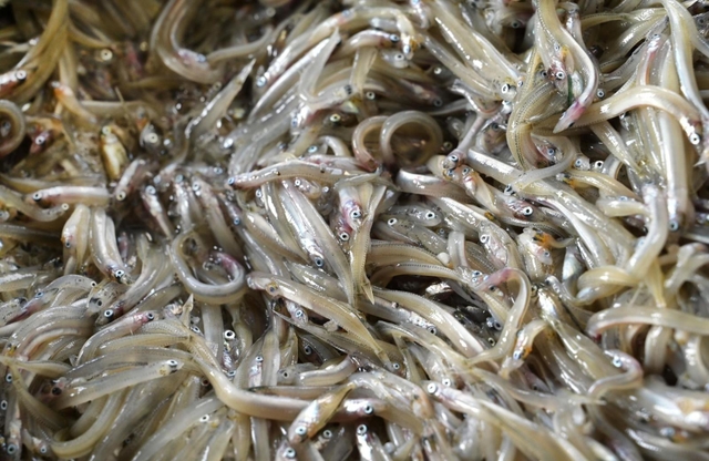 初春の味覚「くぎ煮」として親しまれるイカナゴのシンコ（稚魚）＝神戸市垂水区