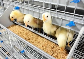 玄米と酒かすの配合飼料で育てるヒヨコ＝神戸市灘区、神戸大（白鶴酒造提供）