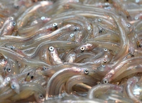 春の訪れを告げるイカナゴの稚魚「シンコ」＝神戸市内