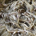 初春の味覚「くぎ煮」として親しまれるイカナゴのシンコ（稚魚）＝神戸市垂水区
