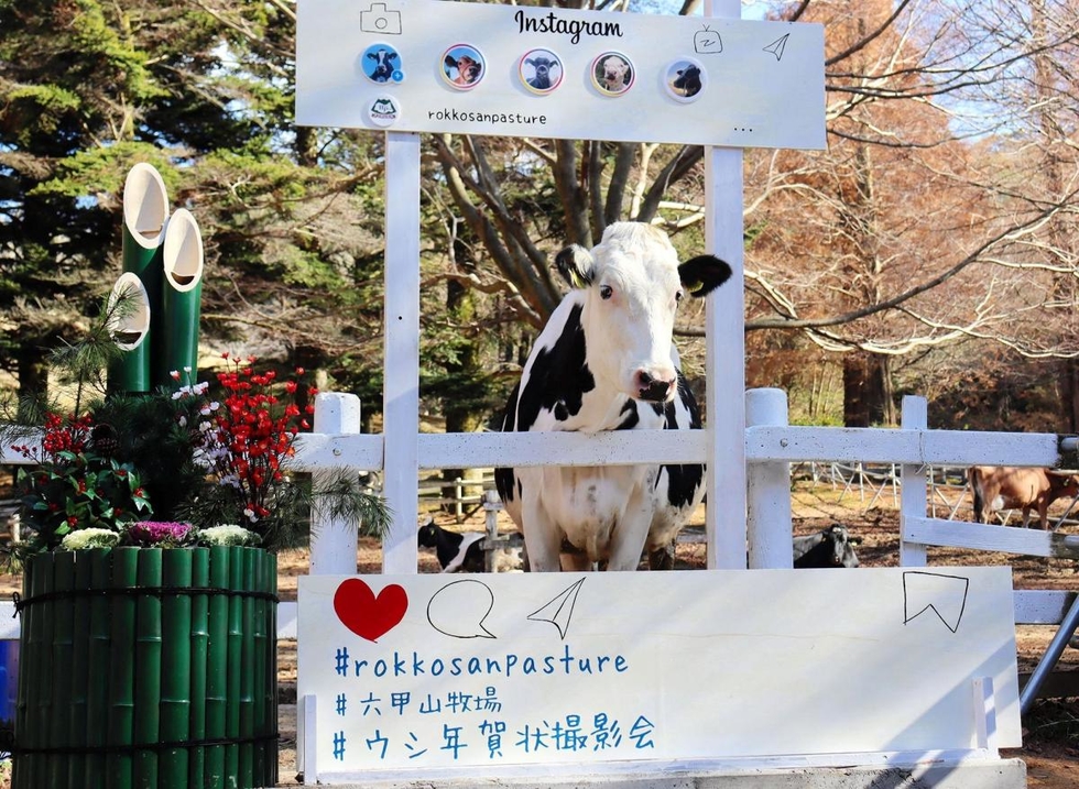 神戸新聞next 神戸 ２１年はモーっといい年に 六甲山牧場で牛と記念撮影