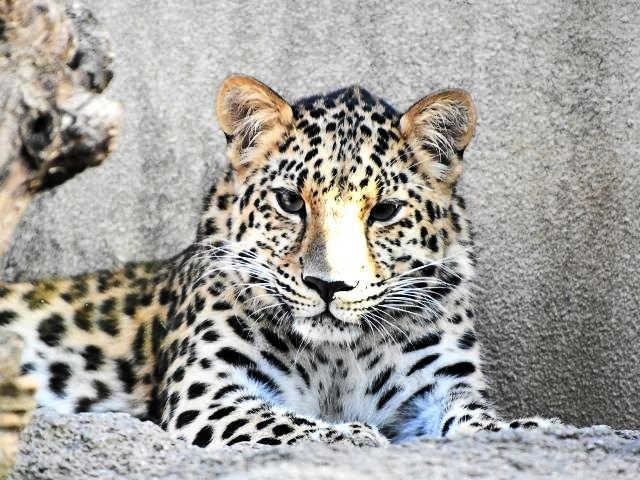 ２３日に転出する王子動物園のアムールヒョウ「ラム」（同園提供）