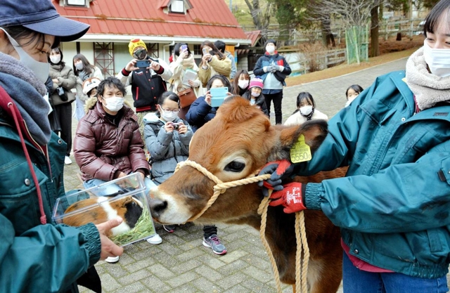無事に引き継ぎ式を終えたモルモットのうりとジャージー牛のパンケーキ＝神戸市灘区六甲山町