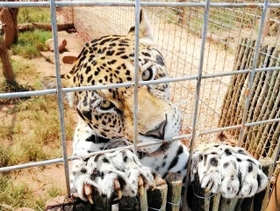 王子動物園にやってきた雌のジャガー「ネリア」（同園提供）