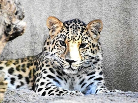 ２３日に転出する王子動物園のアムールヒョウ「ラム」（同園提供）
