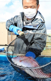 直売会で販売されているマダイ＝平磯海づり公園