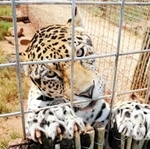 王子動物園にやってきた雌のジャガー「ネリア」（同園提供）
