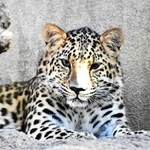２３日に転出する王子動物園のアムールヒョウ「ラム」（同園提供）