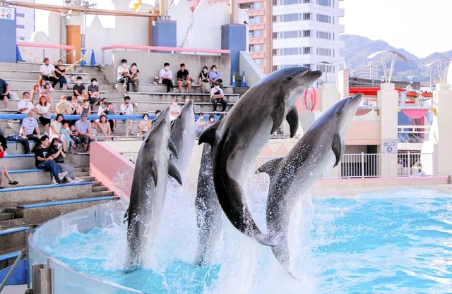 ５頭のイルカがダイナミックなジャンプを披露する「イルカライブ」（神戸市立須磨海浜水族園提供）