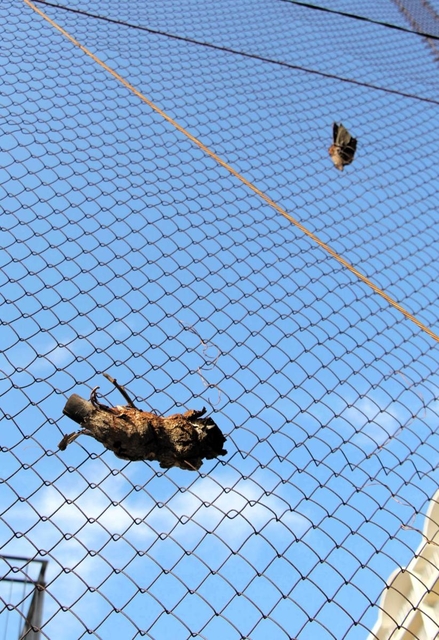 フェンスに食い込む木