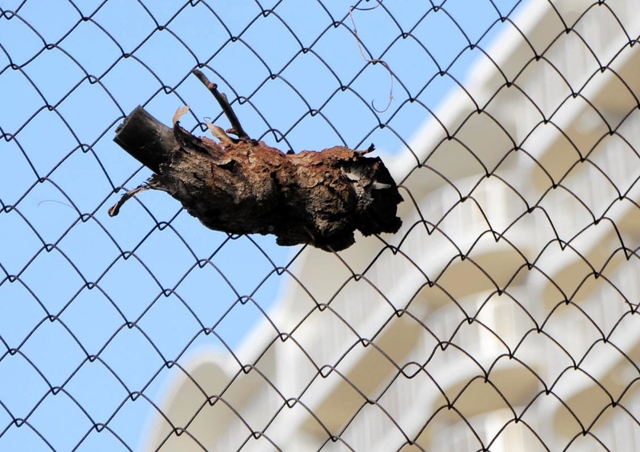 フェンスに食い込む木