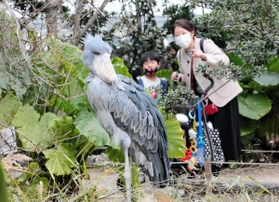 幅広い客層を集める神戸どうぶつ王国。ハシビロコウは施設の顔だ＝神戸市中央区港島南町７
