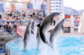５頭のイルカがダイナミックなジャンプを披露する「イルカライブ」（神戸市立須磨海浜水族園提供）