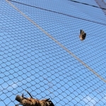 フェンスに食い込む木