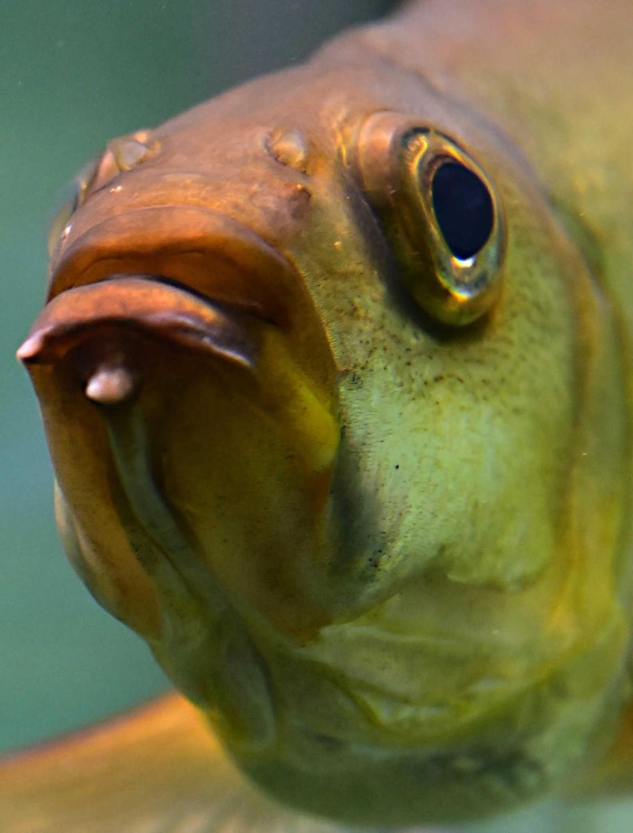 神戸新聞next 神戸 ガーじぃが見たスマスイ 一部閉館を前に ２ 世界のさかな館