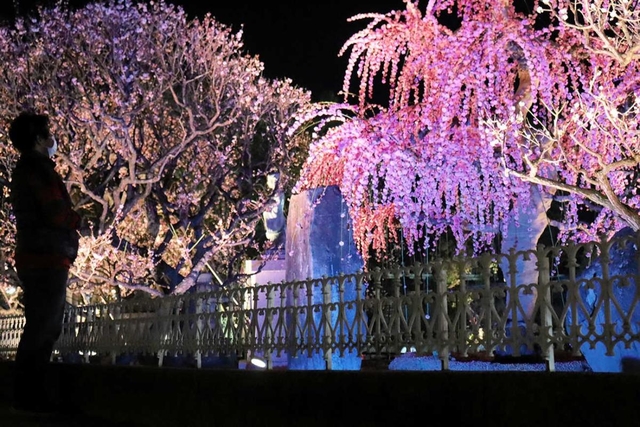 照明に浮かび上がる梅の花＝綱敷天満宮