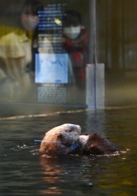 水面付近のガラスは貝をぶつけた傷で白くかすんでいる＝神戸市須磨区若宮町１、須磨海浜水族園（撮影・秋山亮太）