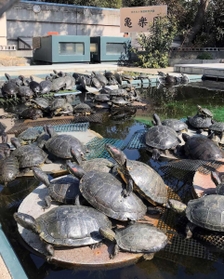 日光浴する「亀楽園」のカメたち＝神戸市須磨区若宮町１、須磨海浜水族園（撮影・秋山亮太）