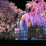 照明に浮かび上がる梅の花＝綱敷天満宮