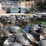 日光浴する「亀楽園」のカメたち＝神戸市須磨区若宮町１、須磨海浜水族園（撮影・秋山亮太）