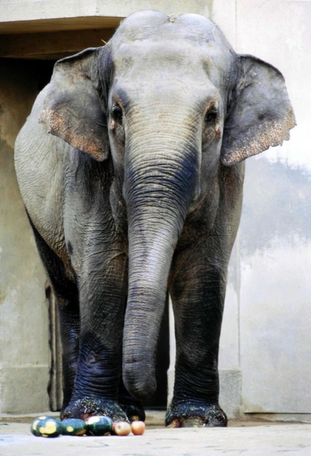 ２位　インドゾウの諏訪子