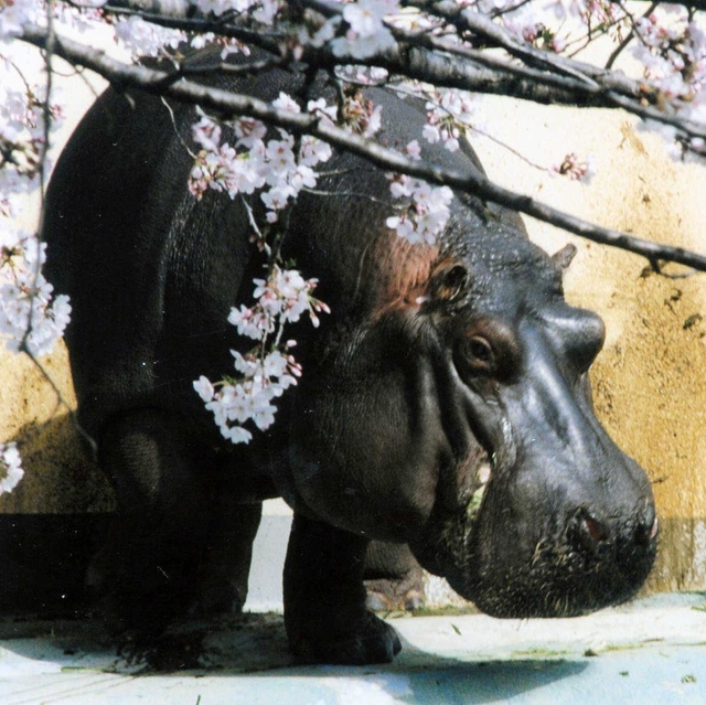 ５位　カバの茶目子