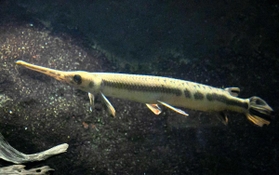 世界最高齢を更新したロングノーズガーの「じぃ」（須磨海浜水族園提供）