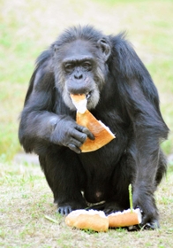 １位　チンパンジーのジョニー