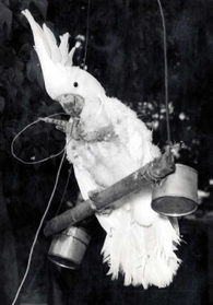 ７位　オオバタン