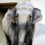 ２位　インドゾウの諏訪子