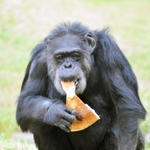 １位　チンパンジーのジョニー