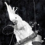 ７位　オオバタン