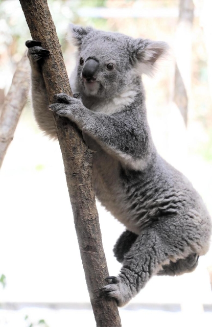 王子動物園で「第７世代」のコアラになるメスの「ハナ」＝神戸市灘区王子町３