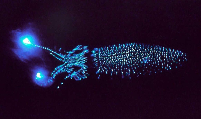 ホタルイカの発光 間近で観察 スマスイで５月２ ４日イベント 神戸 神戸新聞next